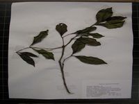 Herbarium sample